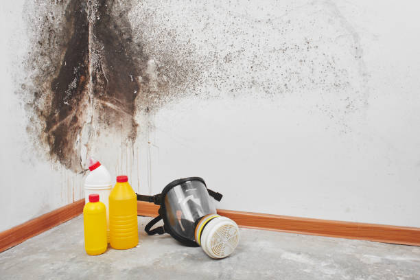 Best Black Mold Removal  in Wahese, NC