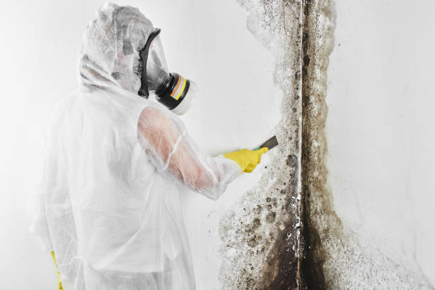 Best Best Mold Removal Companies  in Wahese, NC