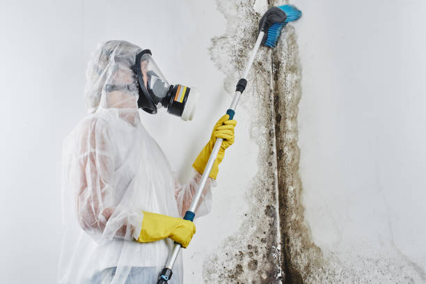 Best Emergency Mold Removal  in Wahese, NC