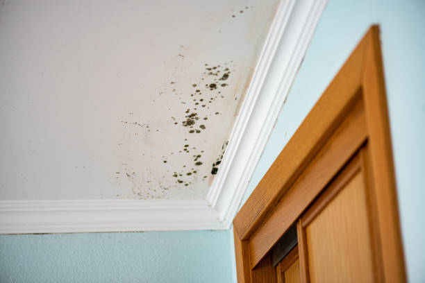 Best Mold Testing and Removal  in Wahese, NC