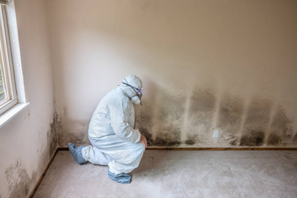 Best Home Mold Removal  in Wahese, NC