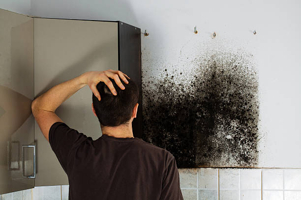 Best Attic Mold Removal  in Wahese, NC