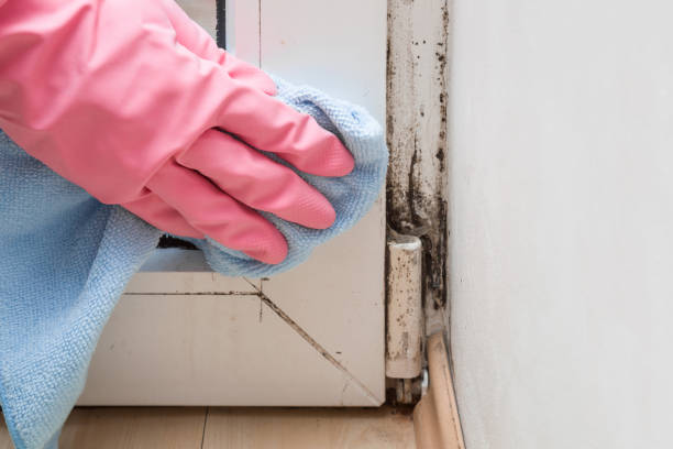 Best Affordable Mold Removal  in Wahese, NC