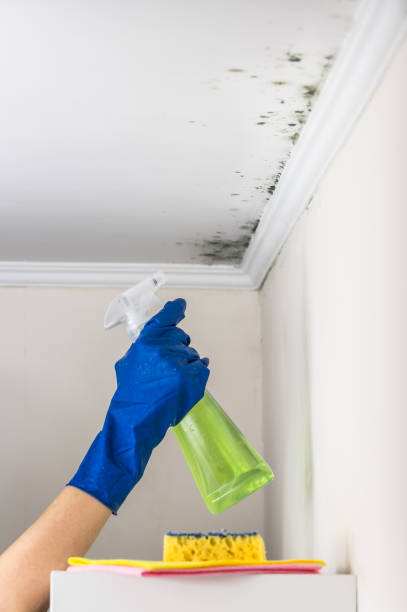 Best Office Mold Removal Services  in Wahese, NC